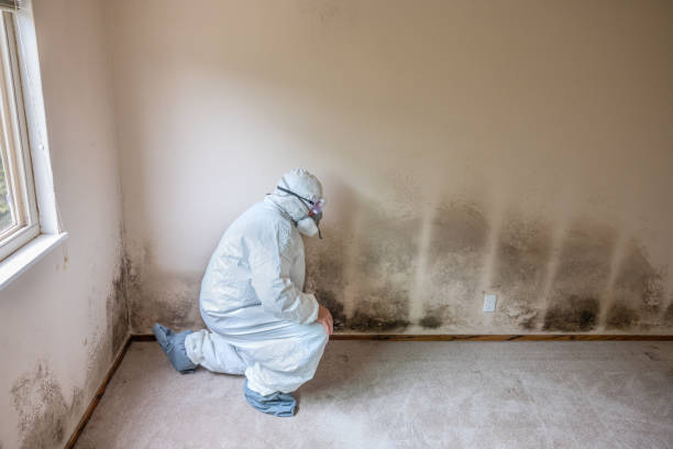 Environmental Consulting for Mold Prevention in Murphys Estates, SC